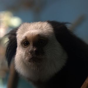 Geoffrey's Tufted-ear Marmoset (Callithrix geoffroyi), 13-09-25