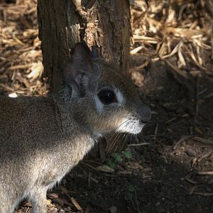 Chacoan Mara (Dolichotis salinicola), 13-09-25