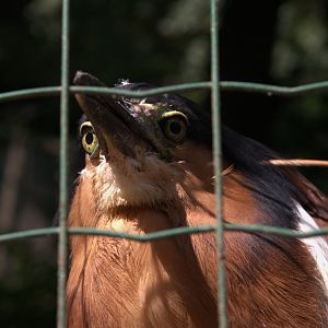 Philippine Rufous Night-heron (Nycticorax caledonicus manillensis), 13-09-25