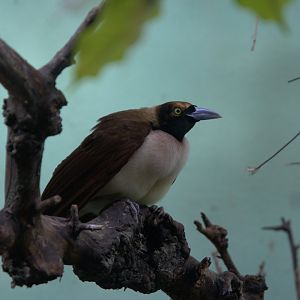 Lesser Bird-of-paradise (Paradisaea minor), 13-09-25