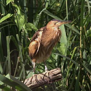Little Bittern (Ixobrychus minutus), 13-09-25