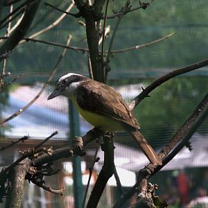 Great Kiskadee (Pitangus sulphuratus), 13-09-25