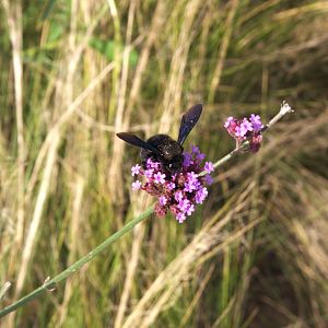 Carpenter Bee (Xylocopa) (Wild), 13-09-25
