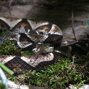 Chinese Moccasin (Deinagkistrodon acutus), 13-09-25