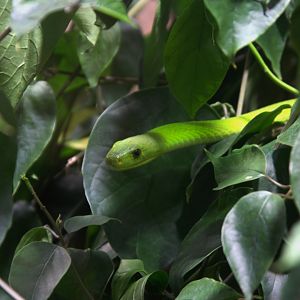 Eastern Green Mamba (Dendroaspis angusticeps), 13-09-25