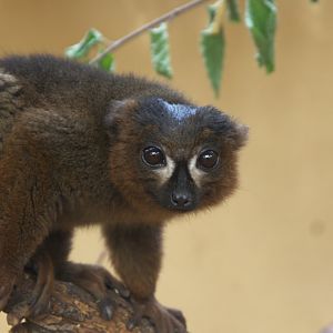 Red-bellied Lemur (Eulemur rubriventer), 13-09-25