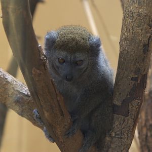 Lac Aloatra Bamboo Lemur (Hapalemur alaotrensis), 13-09-25