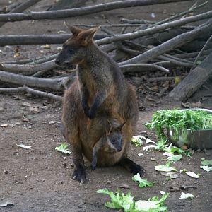 Swamp Wallaby (Wallabia bicolor), 13-09-25