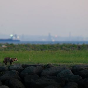 Tanuki - Kasai Rinkai Park