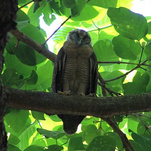Rufous Owl (Ninox rufa)
