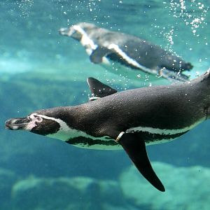 Humboldt penguin (Spheniscus humboldti)
