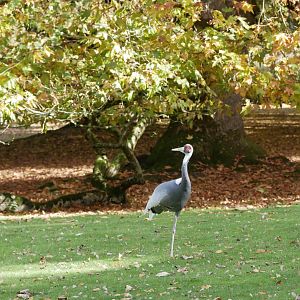 Branféré in autumn - white-naped crane (Antigone vipio)