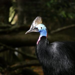 southern cassowary (Casuarius casuarius)