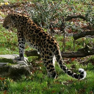 Amur leopard (Panthera pardus orientalis) in autumn lights
