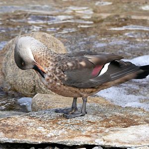 Patagonian crested duck (Lophonetta specularioides specularioides)