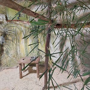 Bamboo lemur indoor exhibit