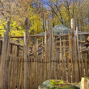 Bamboo lemur outdoor exhibit