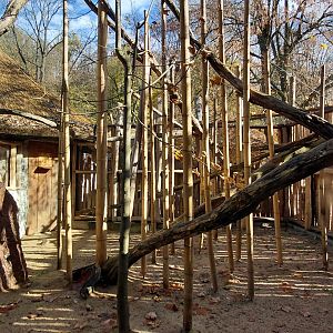 Bamboo lemur outdoor exhibit