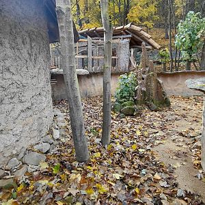 Banded mongoose exhibit