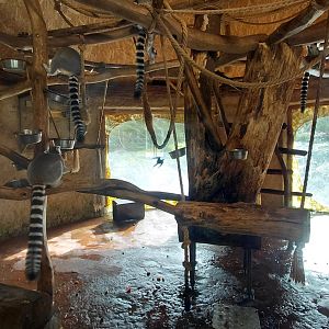 Ring-tailed lemur indoor exhibit