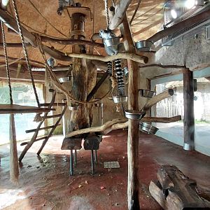 Ring-tailed lemur indoor exhibit