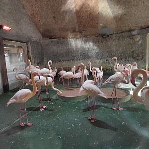 Greater flamingo indoor exhibit