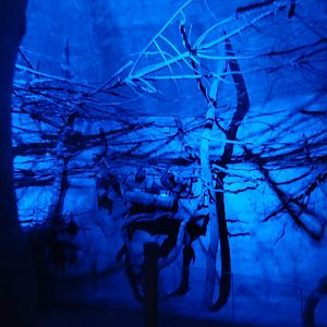 Rodrigues flying fox exhibit