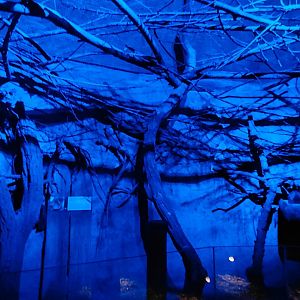 Rodrigues flying fox exhibit