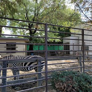 Zebra (Himeji City Zoo)