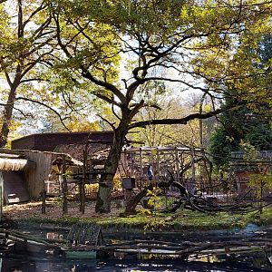 Red ruffed lemur outdoor exhibit