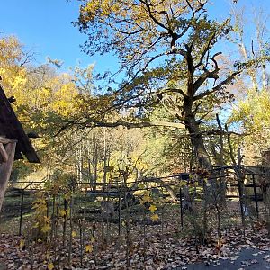 Red ruffed lemur outdoor exhibit