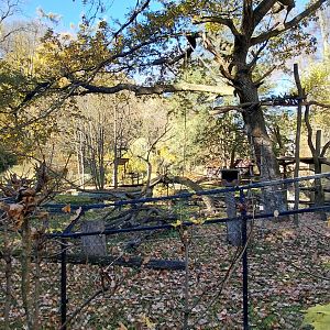 Red ruffed lemur outdoor exhibit
