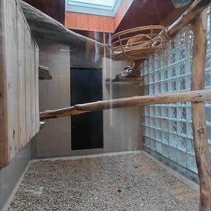 Red ruffed lemur indoor exhibit