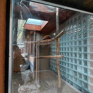 Red ruffed lemur indoor exhibit