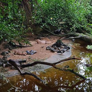 Bush - Capybara and Yellow-spotted amazon river turtle enclosure