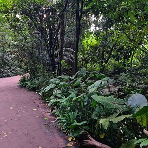 Bush - path past Leaf turtle enclosure