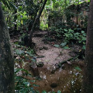 Bush - Asian leaf turtle enclosure