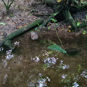 Bush - Sunbittern and Asian leaf turtle