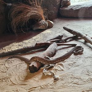Desert - Red diamond rattlesnake