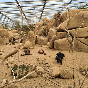 Desert - Collared peccary enclosure
