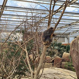 Desert - Unusually active North American porcupine