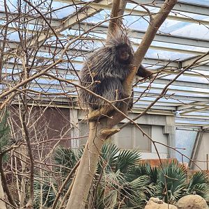 Desert - Unusually active North American porcupine