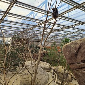 Desert - Unusually active North American porcupine