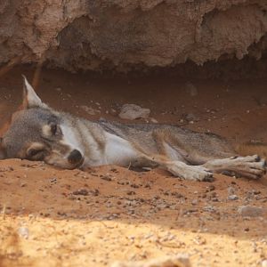 Arabian wolf