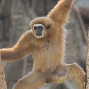 Lar gibbon
