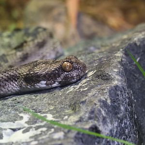 Saw-scaled viper