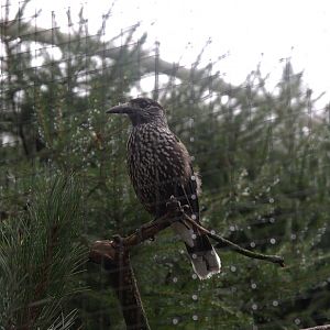 Eurasian Nutcracker (Nucifraga caryocatactes caryocatactes), 14-09-25