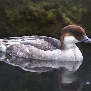 Smew (Mergellus albellus), 14-09-25