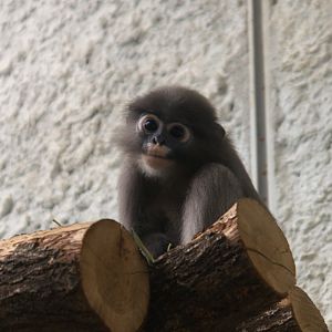Dusky Langur (Trachypithecus obscurus), 14-09-25