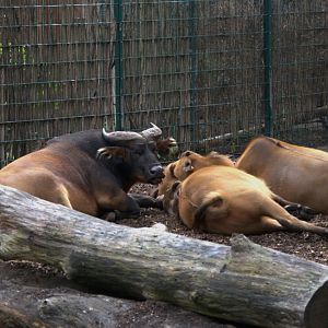 Congo Buffalo (Syncerus caffer nanus), 14-09-25